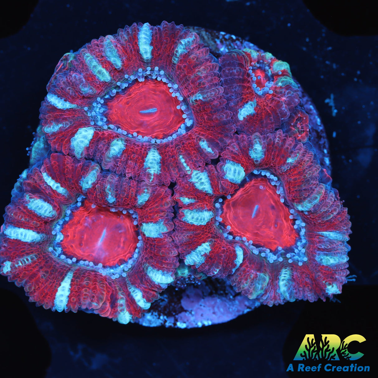 Red Acans