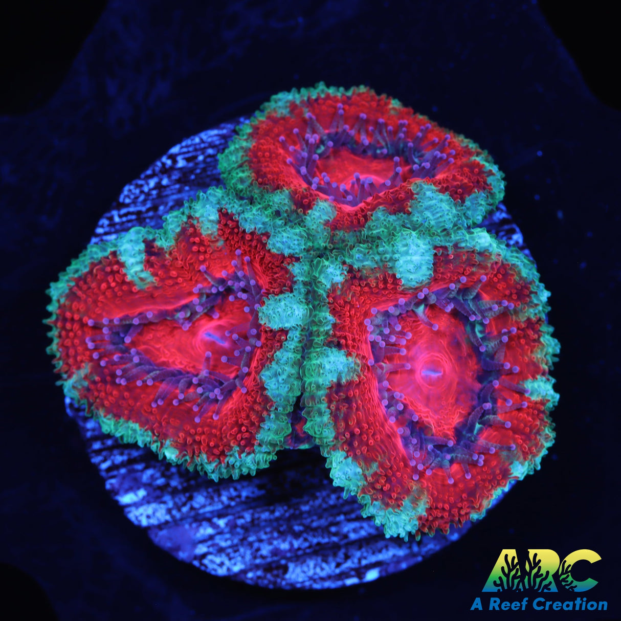 Red And Teal Acans