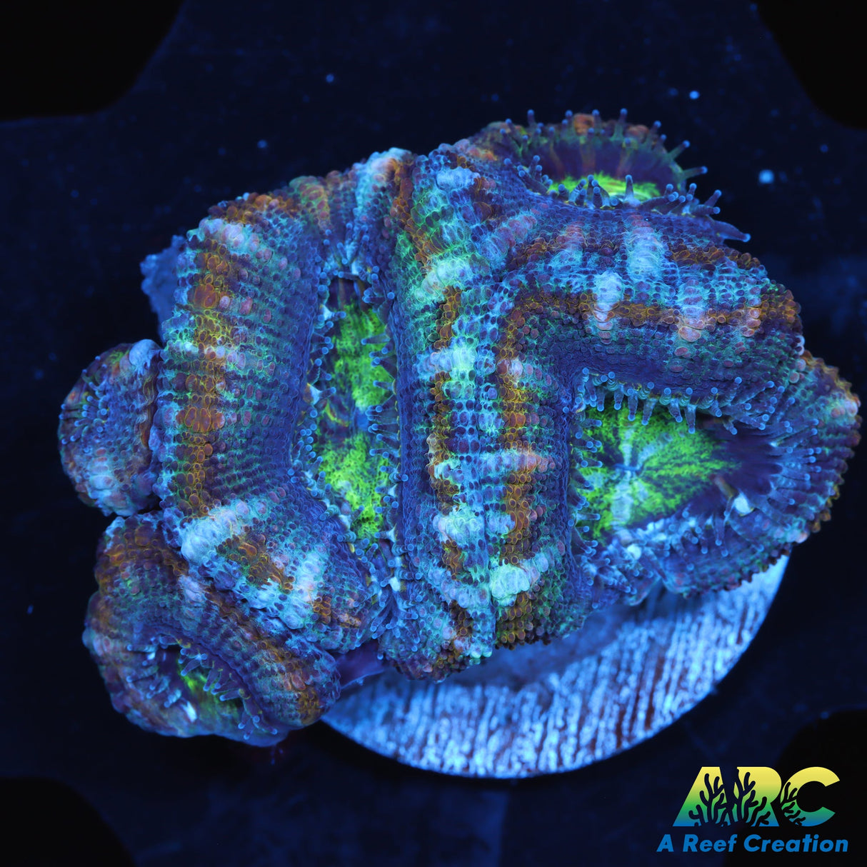 Green and Gold Acan