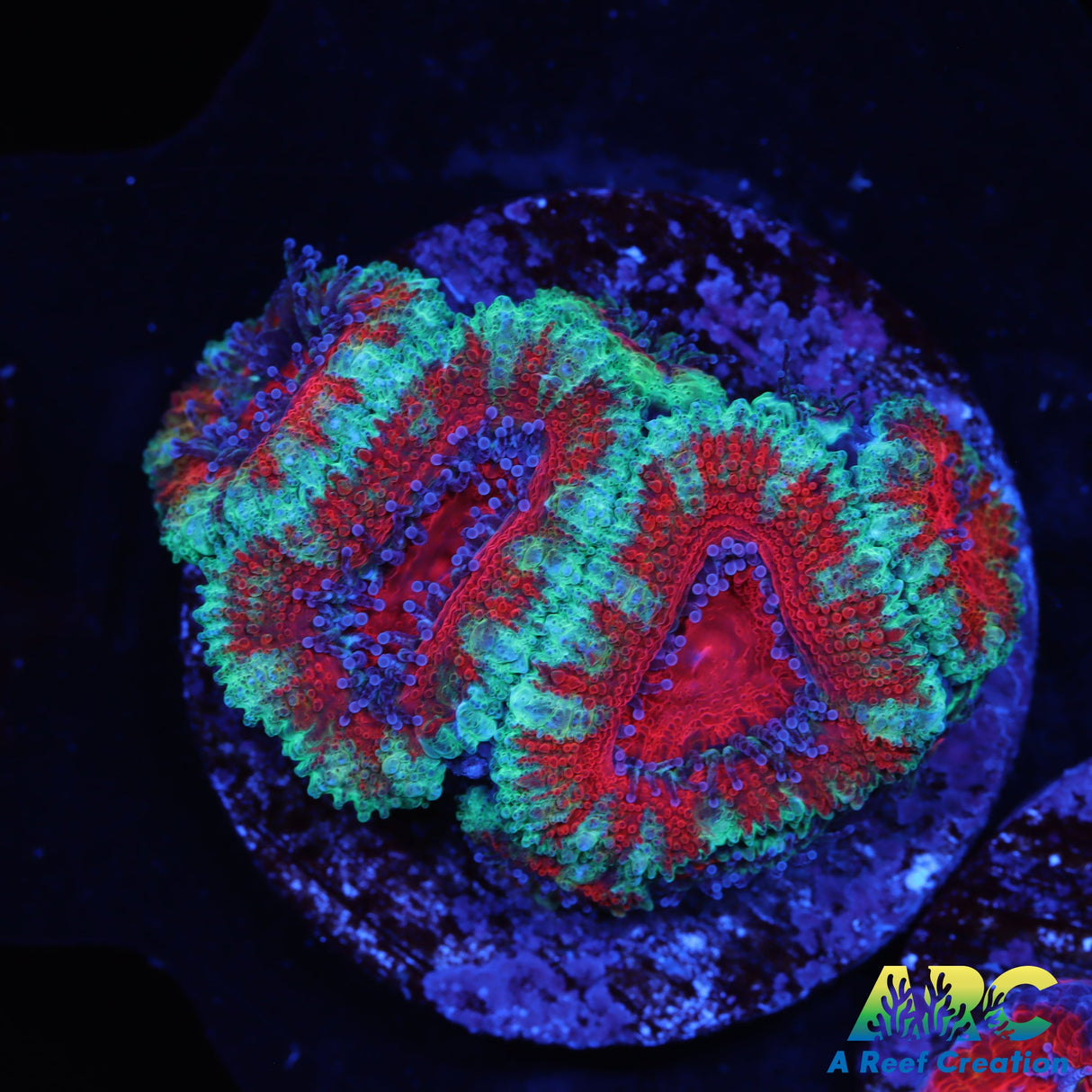 Red And Teal Acans