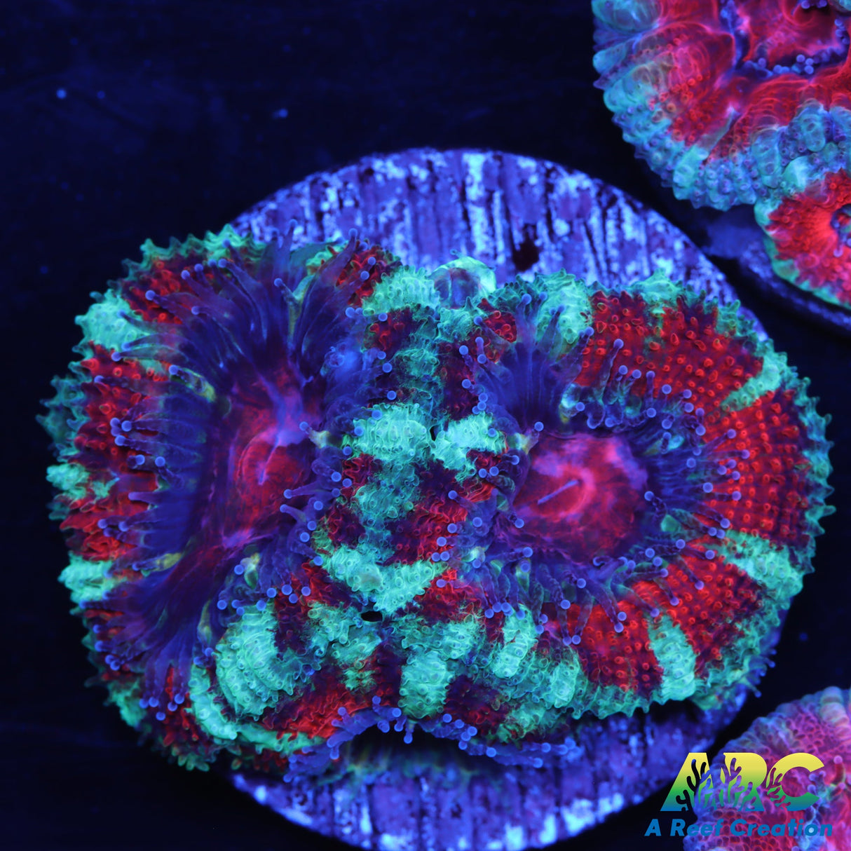 Red And Teal Acans