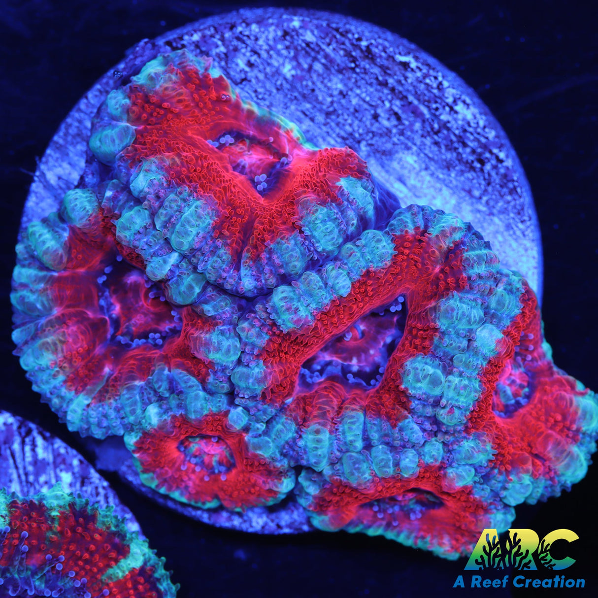 Red and Blue Acan