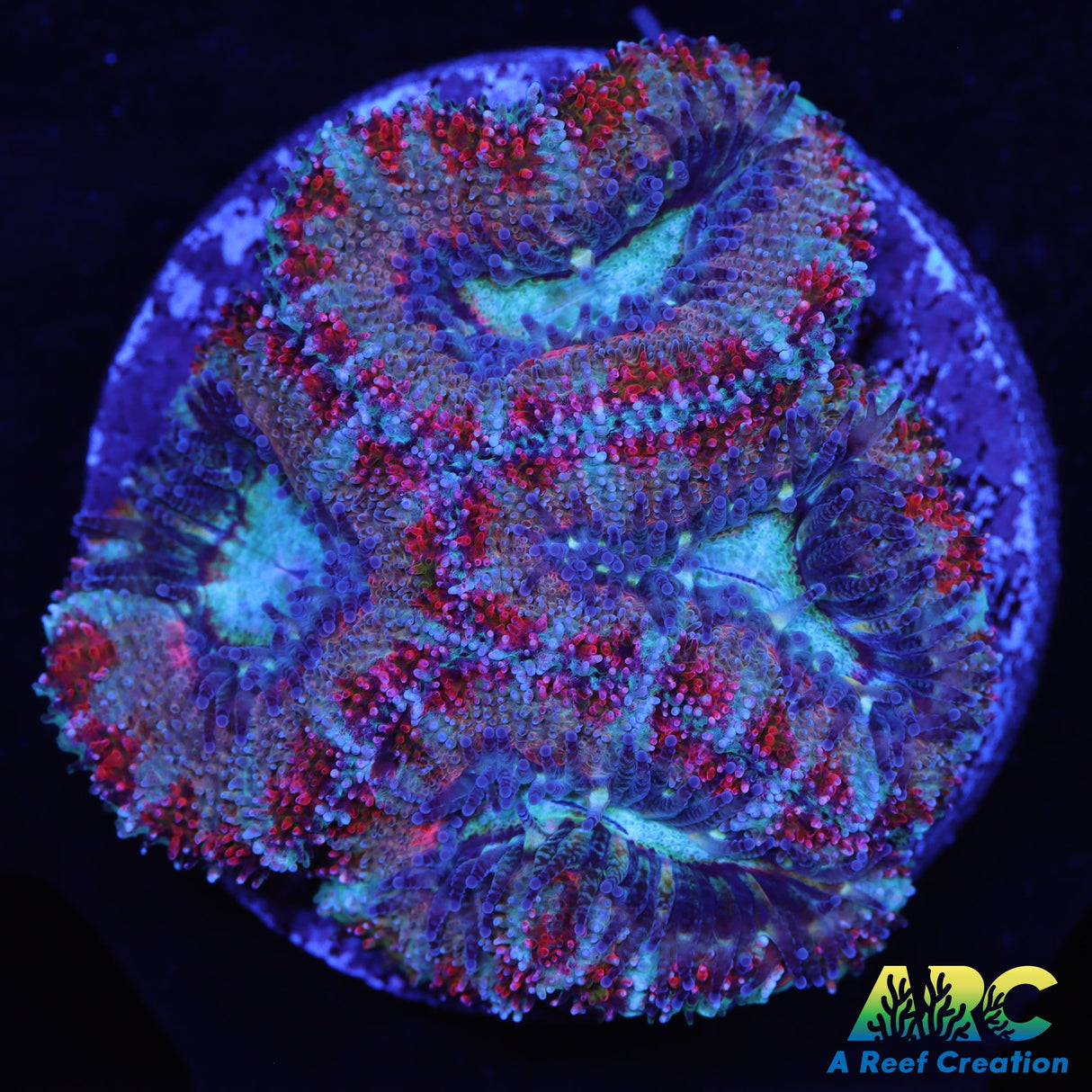 Rainbow Blue Magic Acan