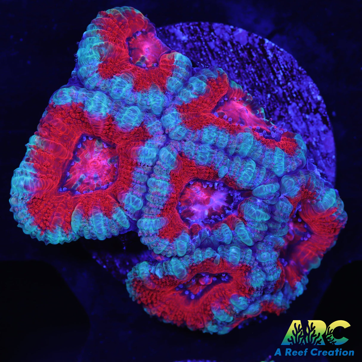 Red and Blue Acan