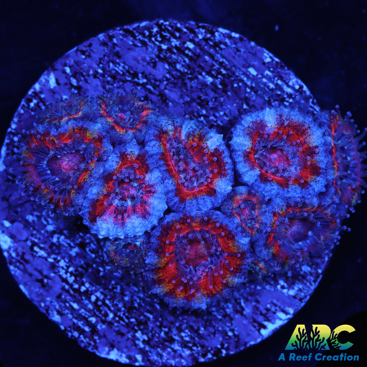 Red and Blue Acan