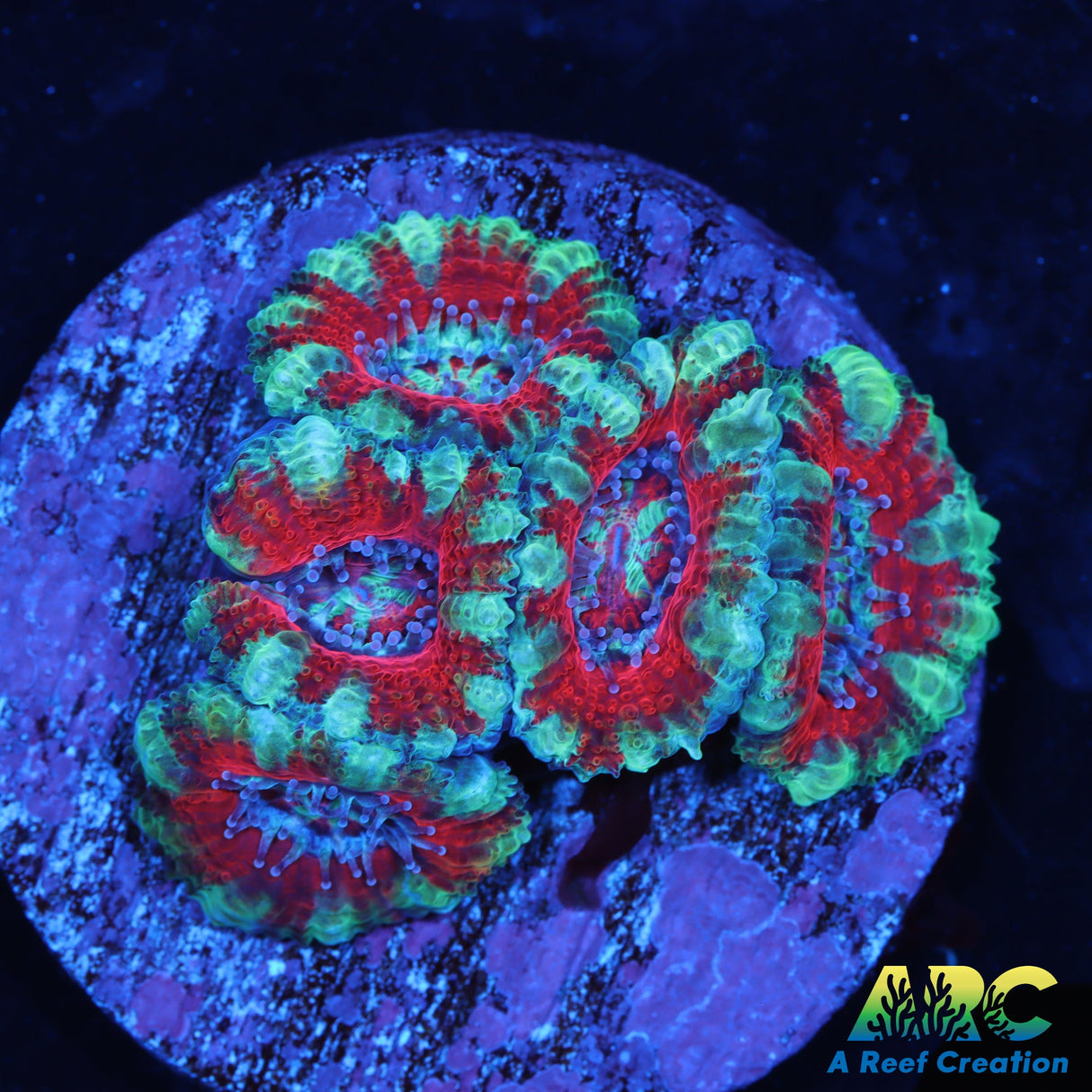 Red And Teal Acans