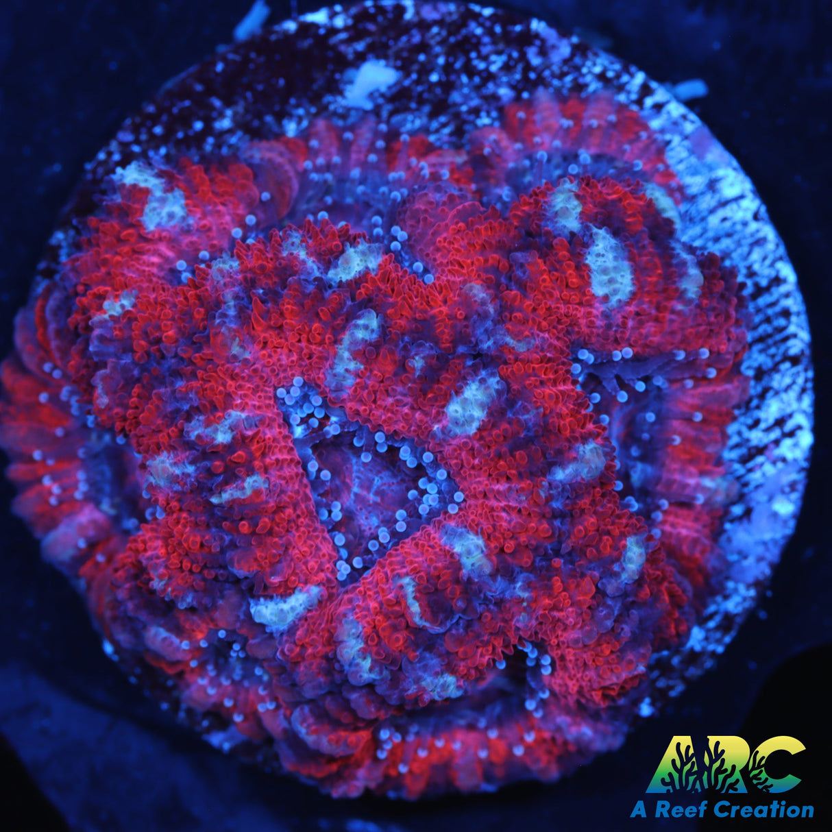 Red Acans