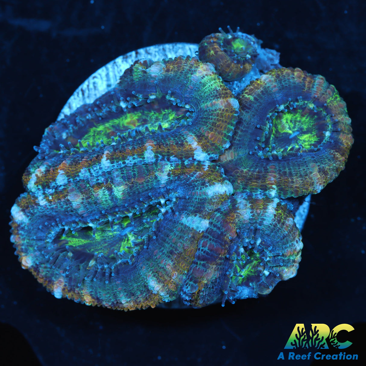 Green and Gold Acan