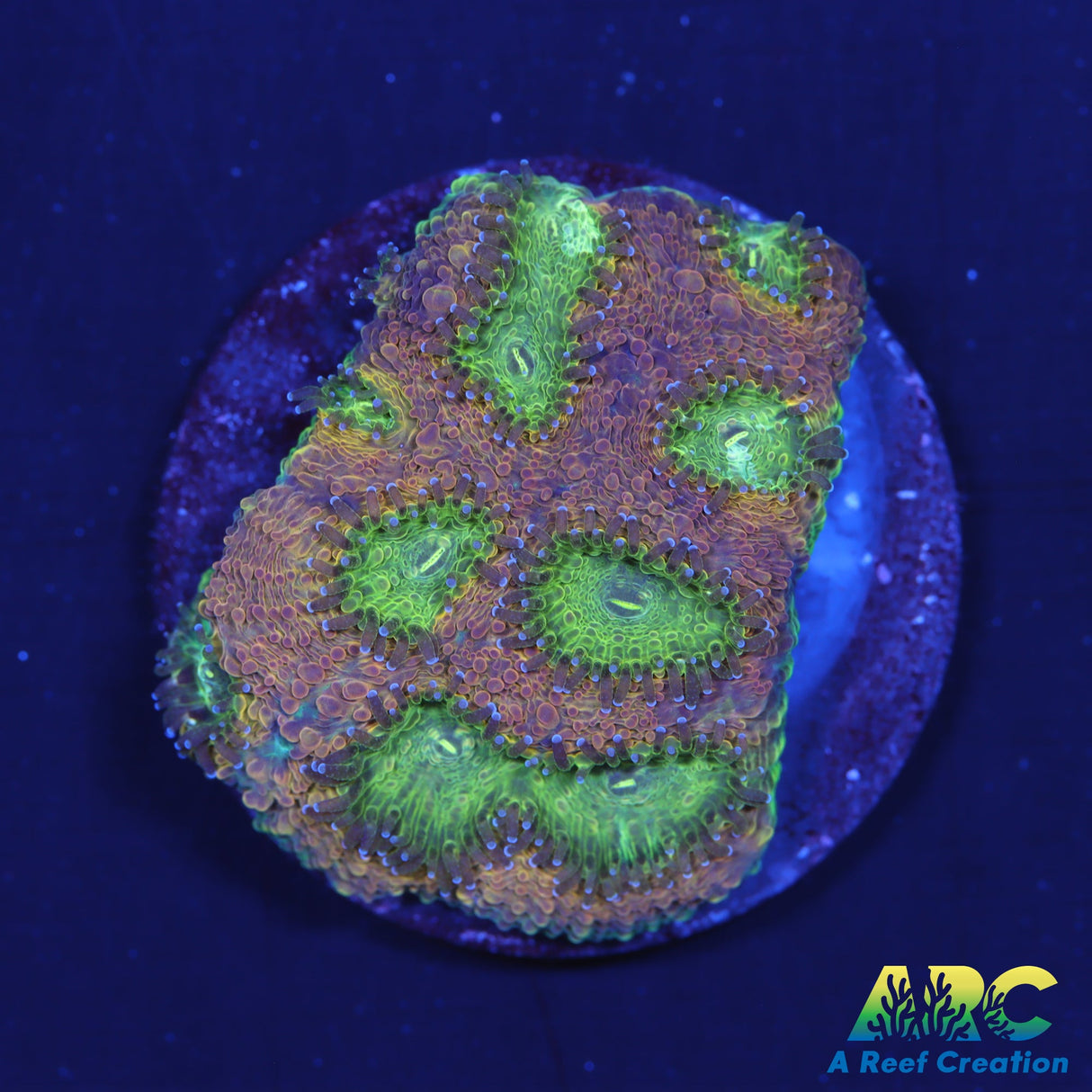 Orange Crush Acan Echinata