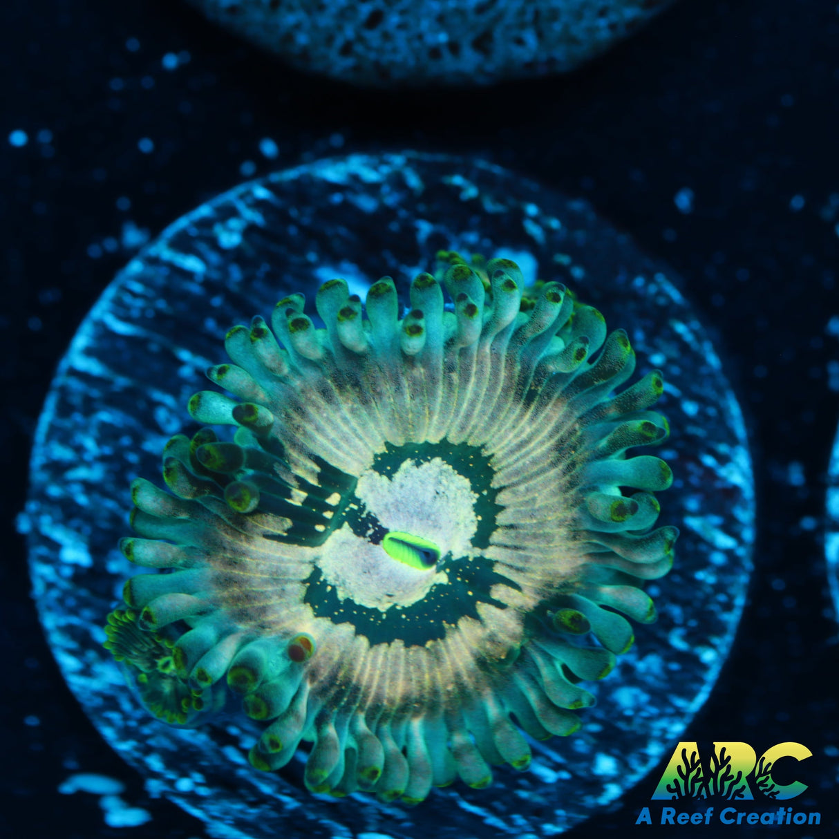 ID unknown Zoa