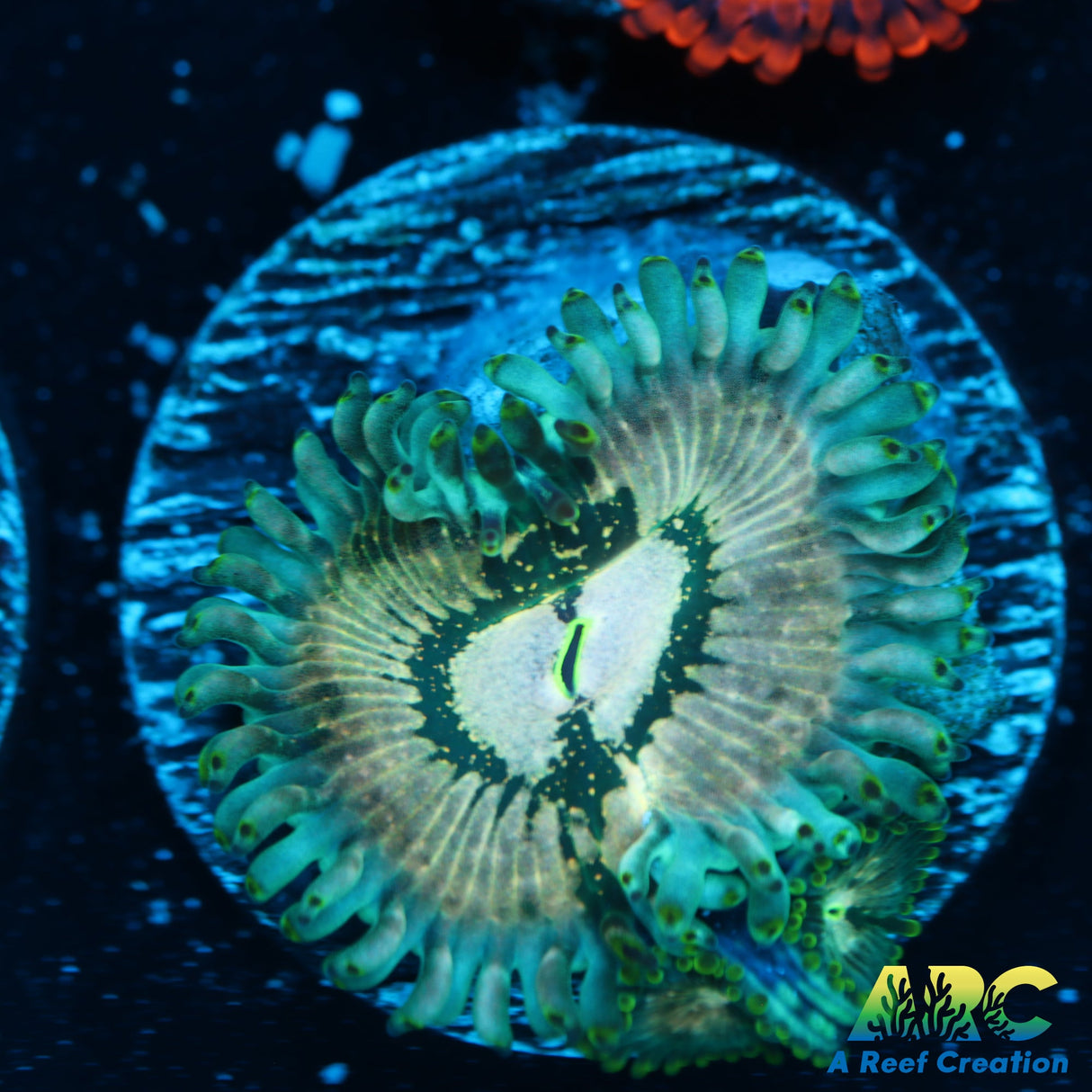 ID unknown Zoa – A Reef Creation