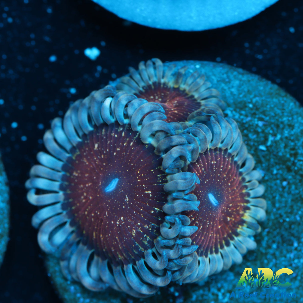 ARC Speckled Grapefruit Zoa