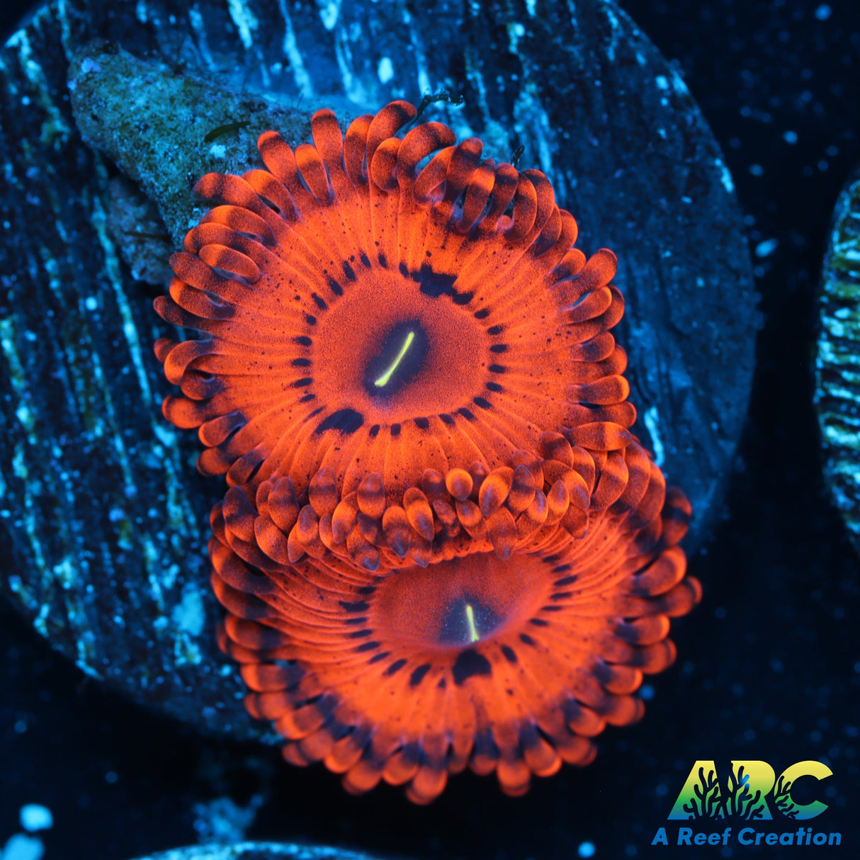 VDM Zoas