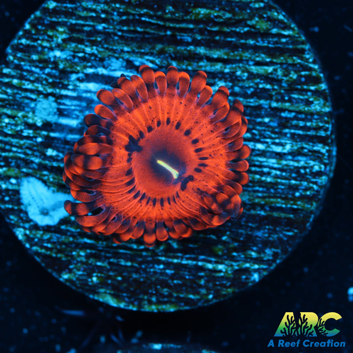 VDM Zoas