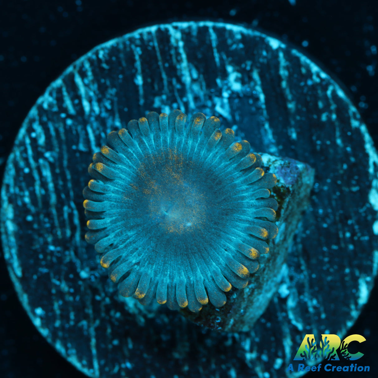 ID unknown Zoa – A Reef Creation