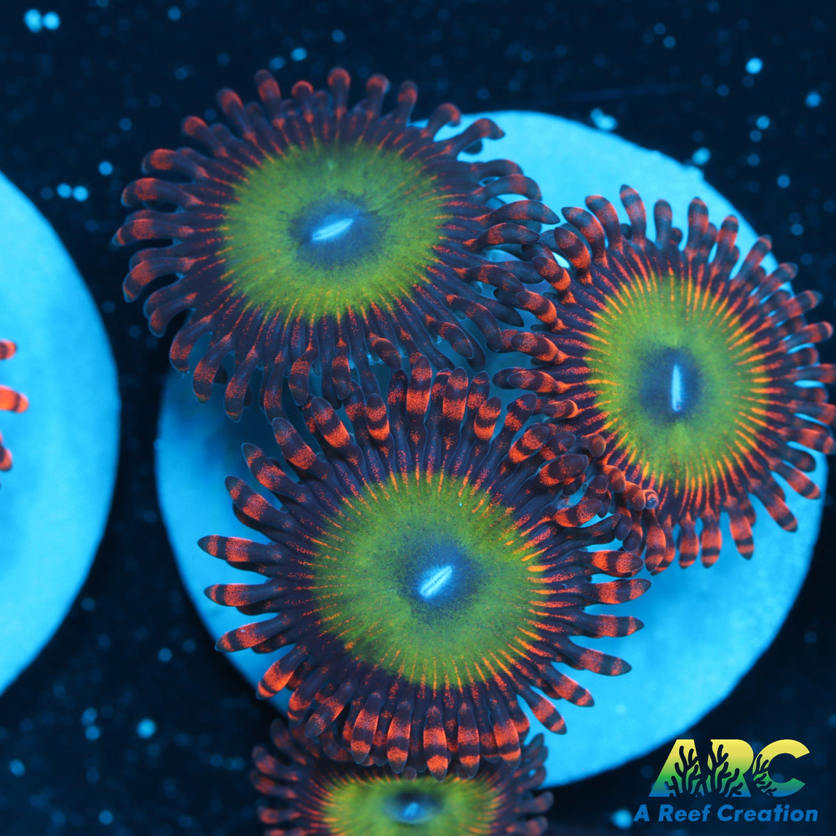 Bowser Zoa – A Reef Creation