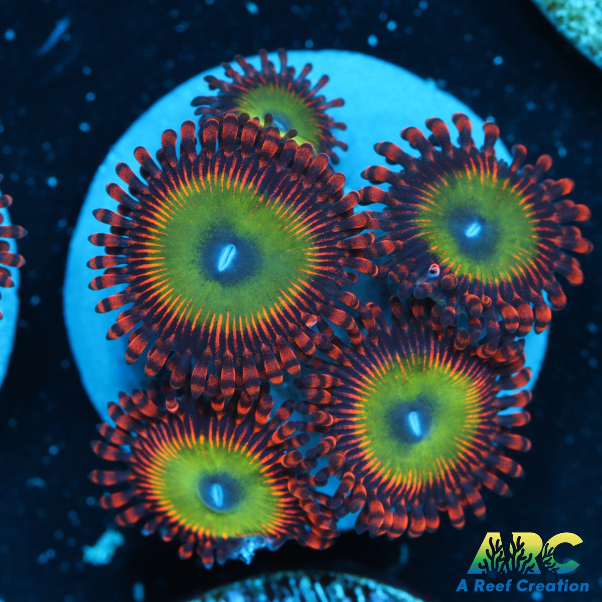 Bowser Zoa – A Reef Creation