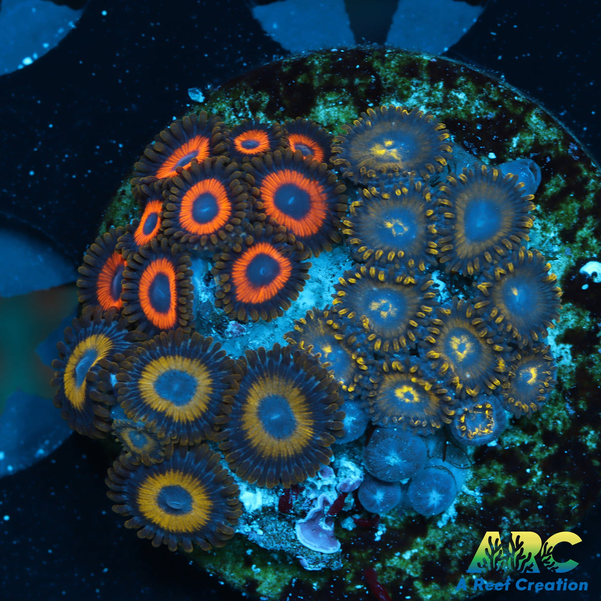 Zoa Mix