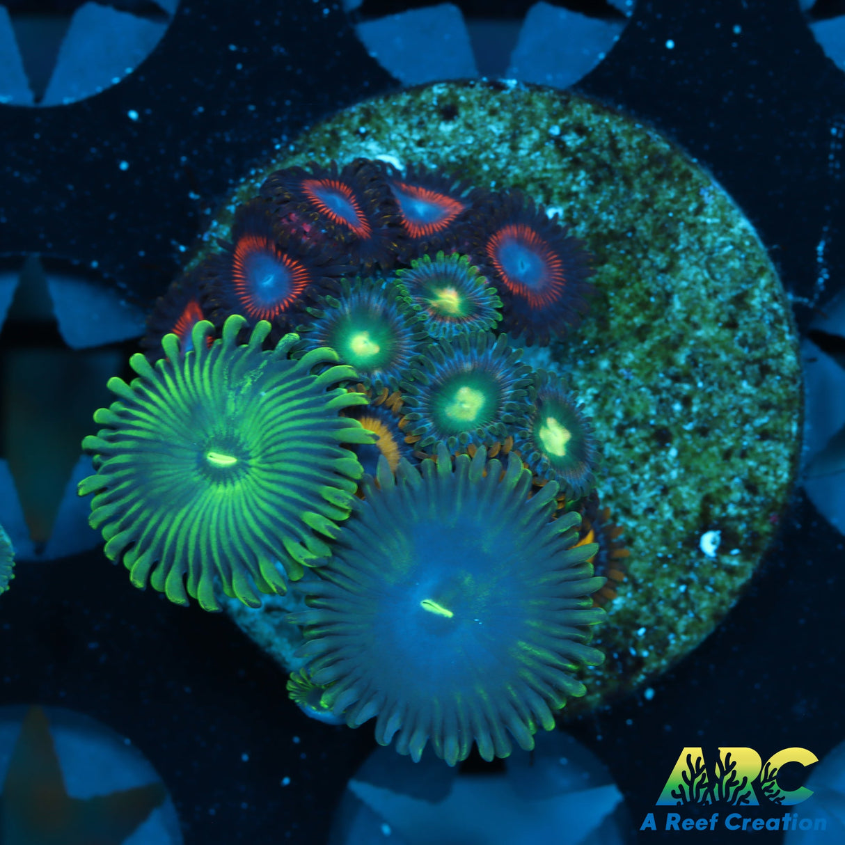 Zoa Mix