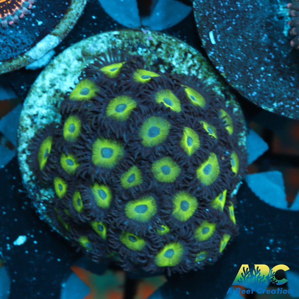 Mean Green Zoas