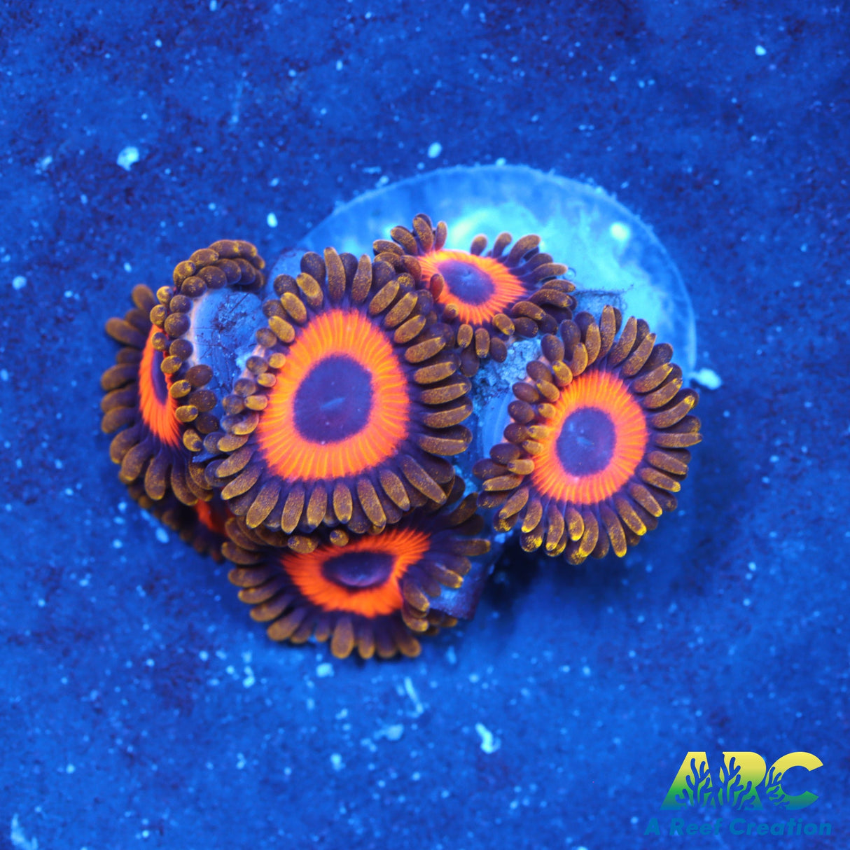 Fruit Loops Zoas