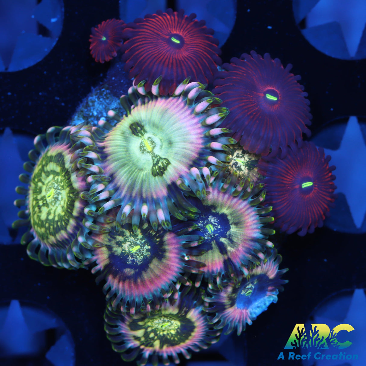 Mix Zoas