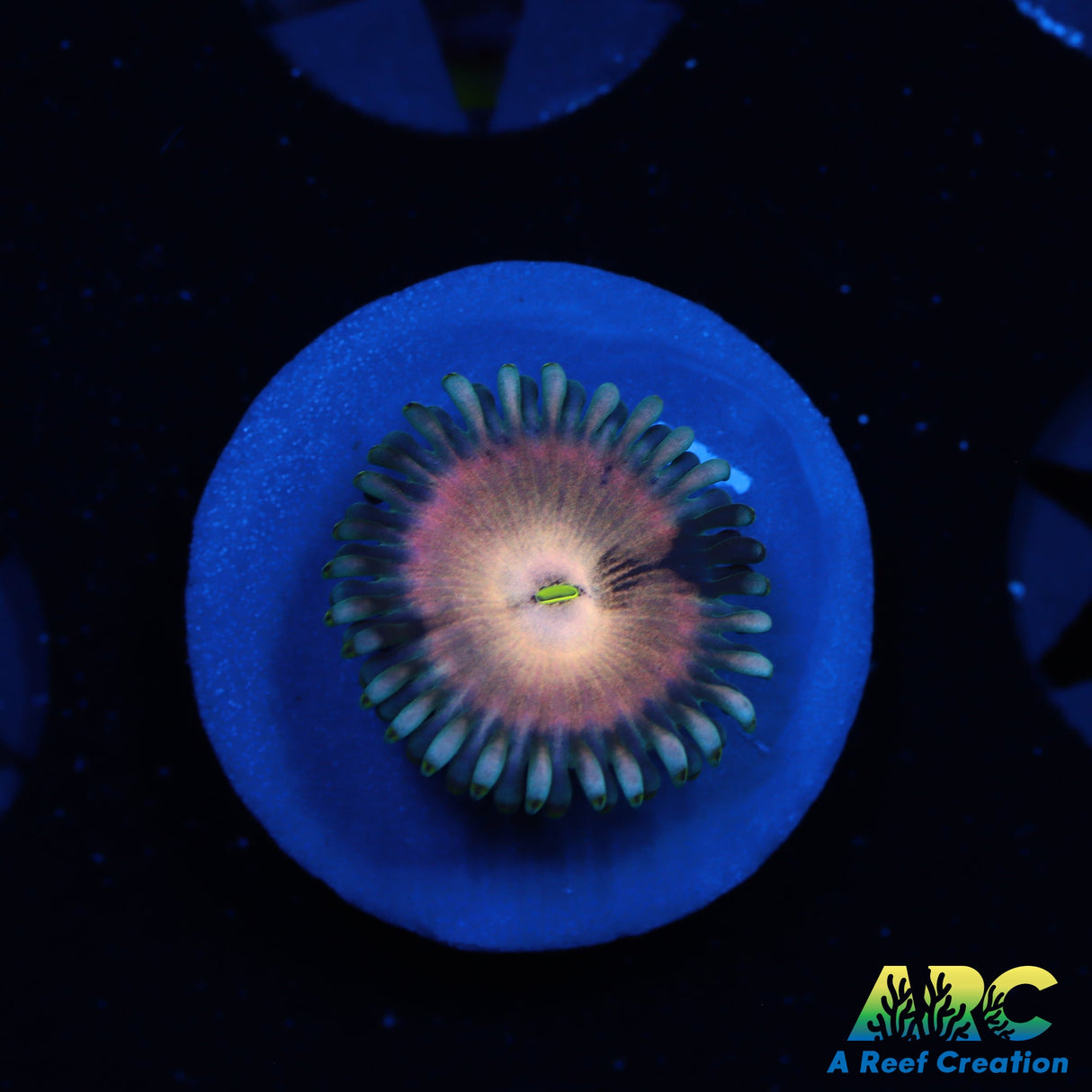 ID unknown Zoa