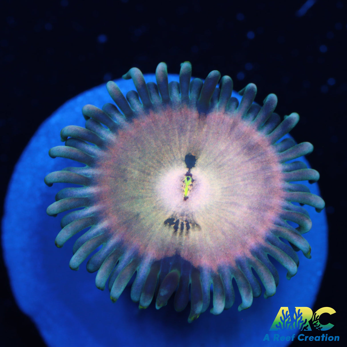 ID unknown Zoa