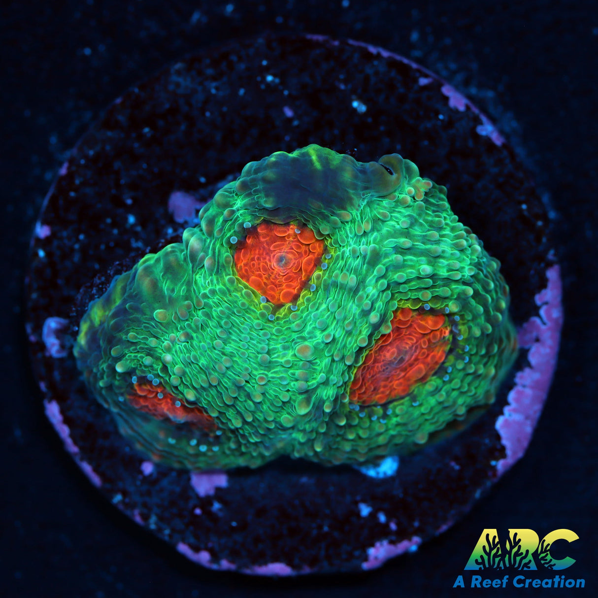 TCK Rainbow Acan Echinata