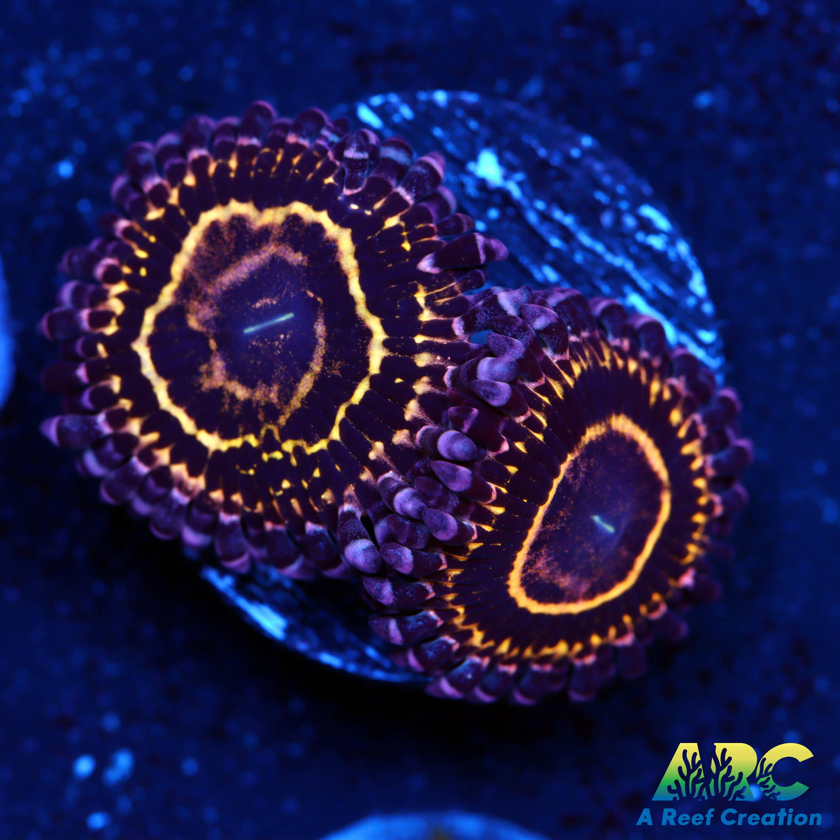 Stratosphere Zoas