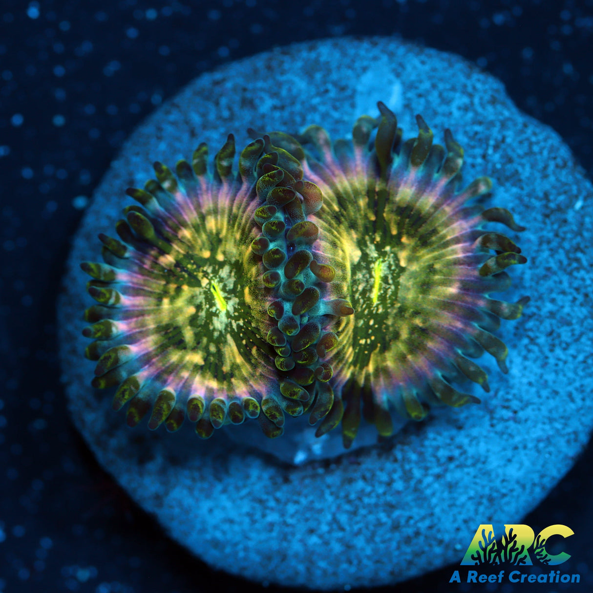 New Zoas – A Reef Creation