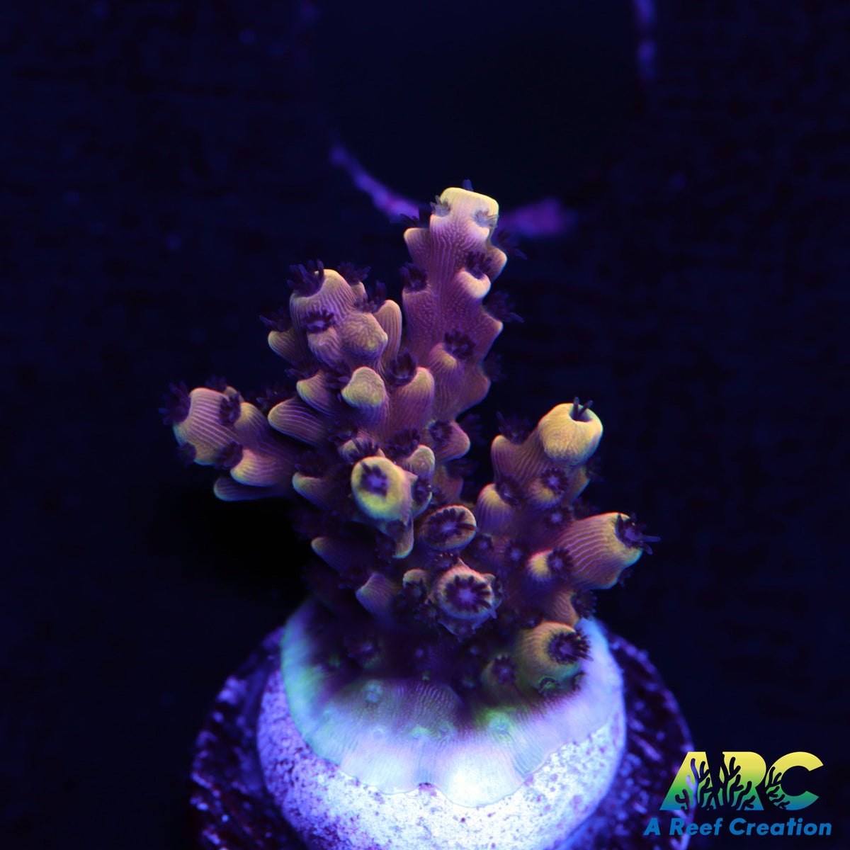 RRC Pink Caddy Acro – A Reef Creation