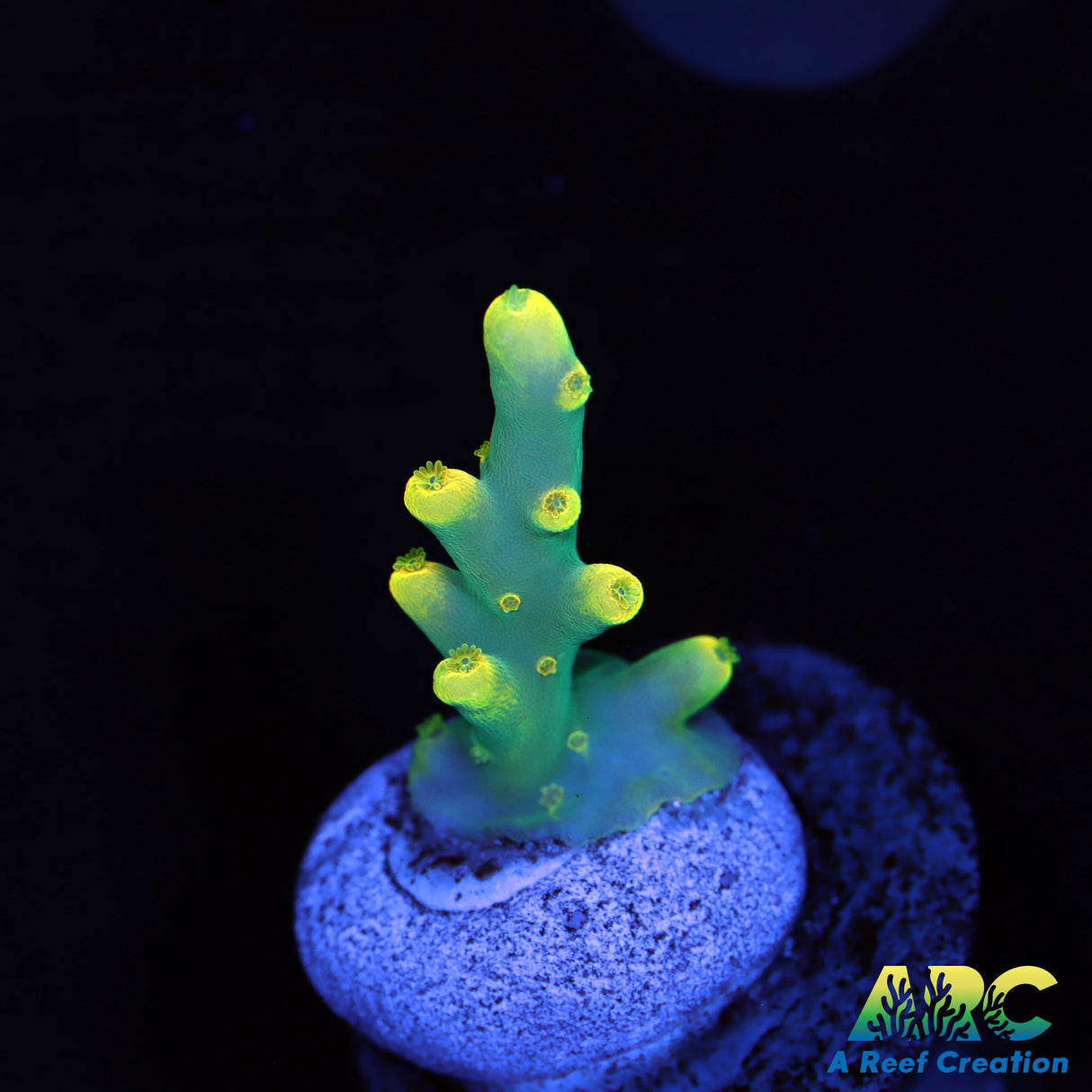 Pratt Reef Table Acro