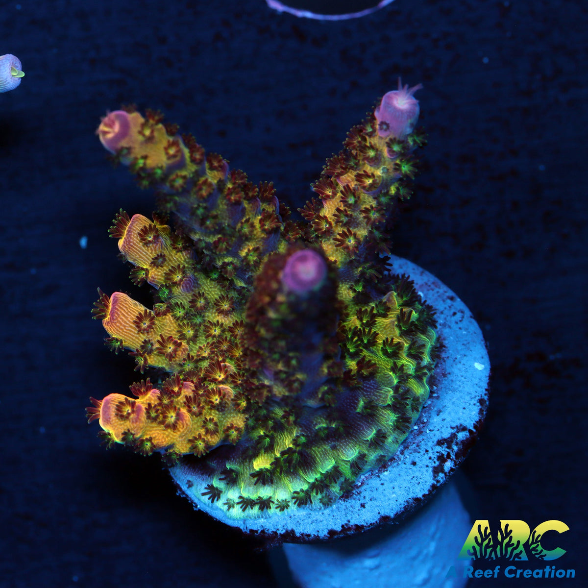 Forewalker CC Firewalker Acro – A Reef Creation