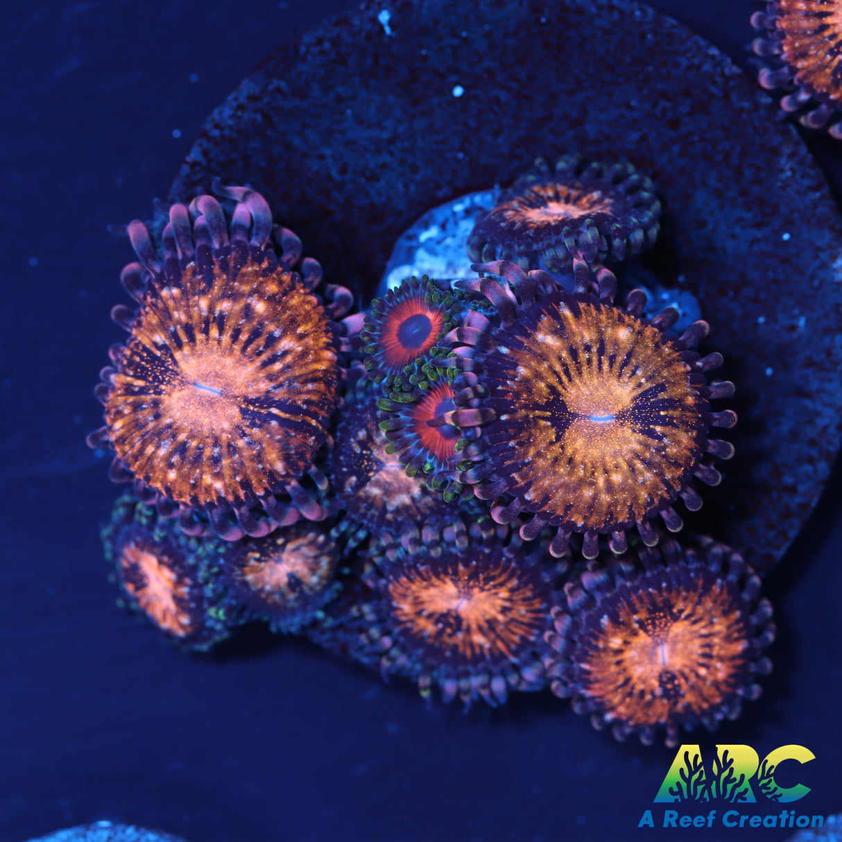 Pandora Mix Zoas