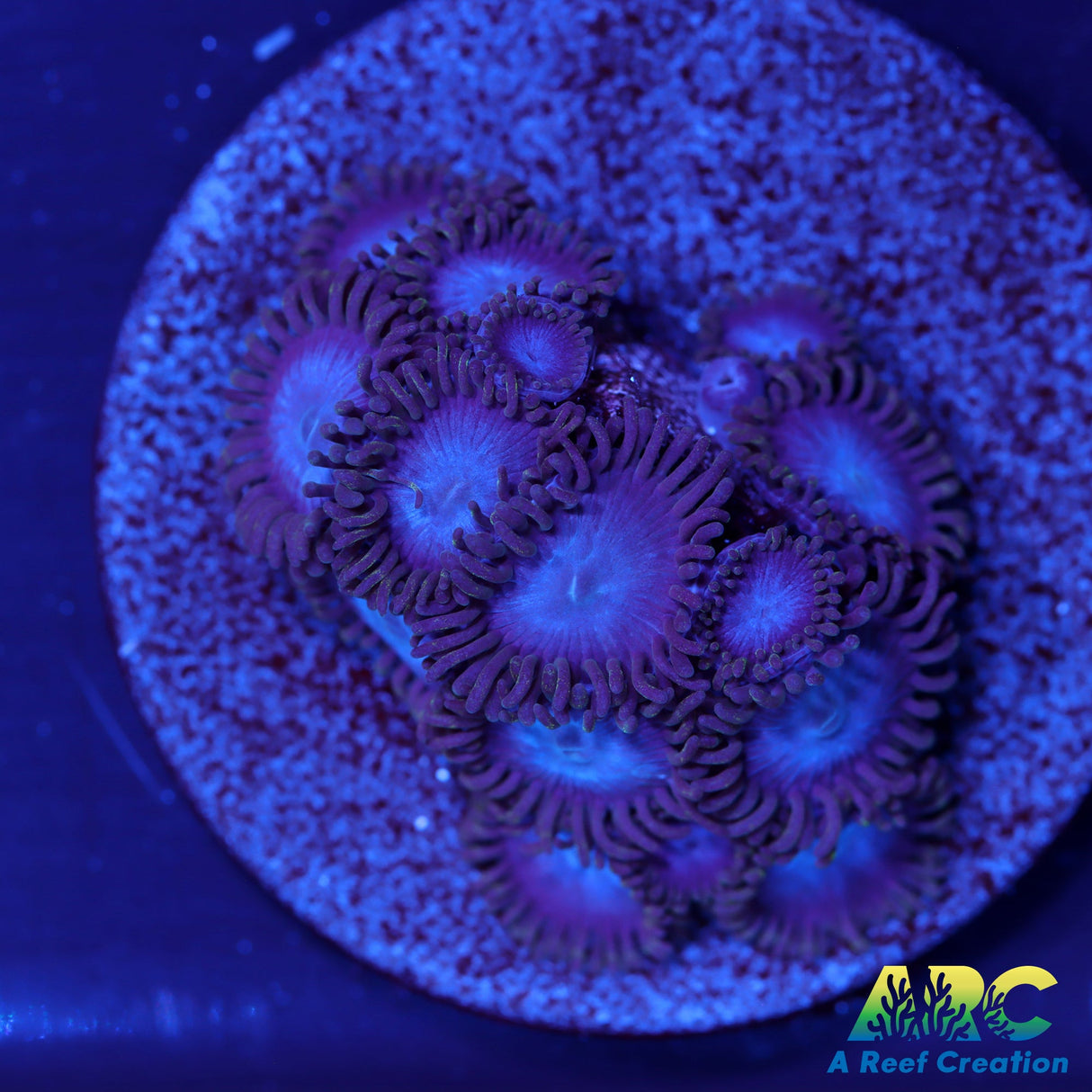 Tubbs Blue Zoas