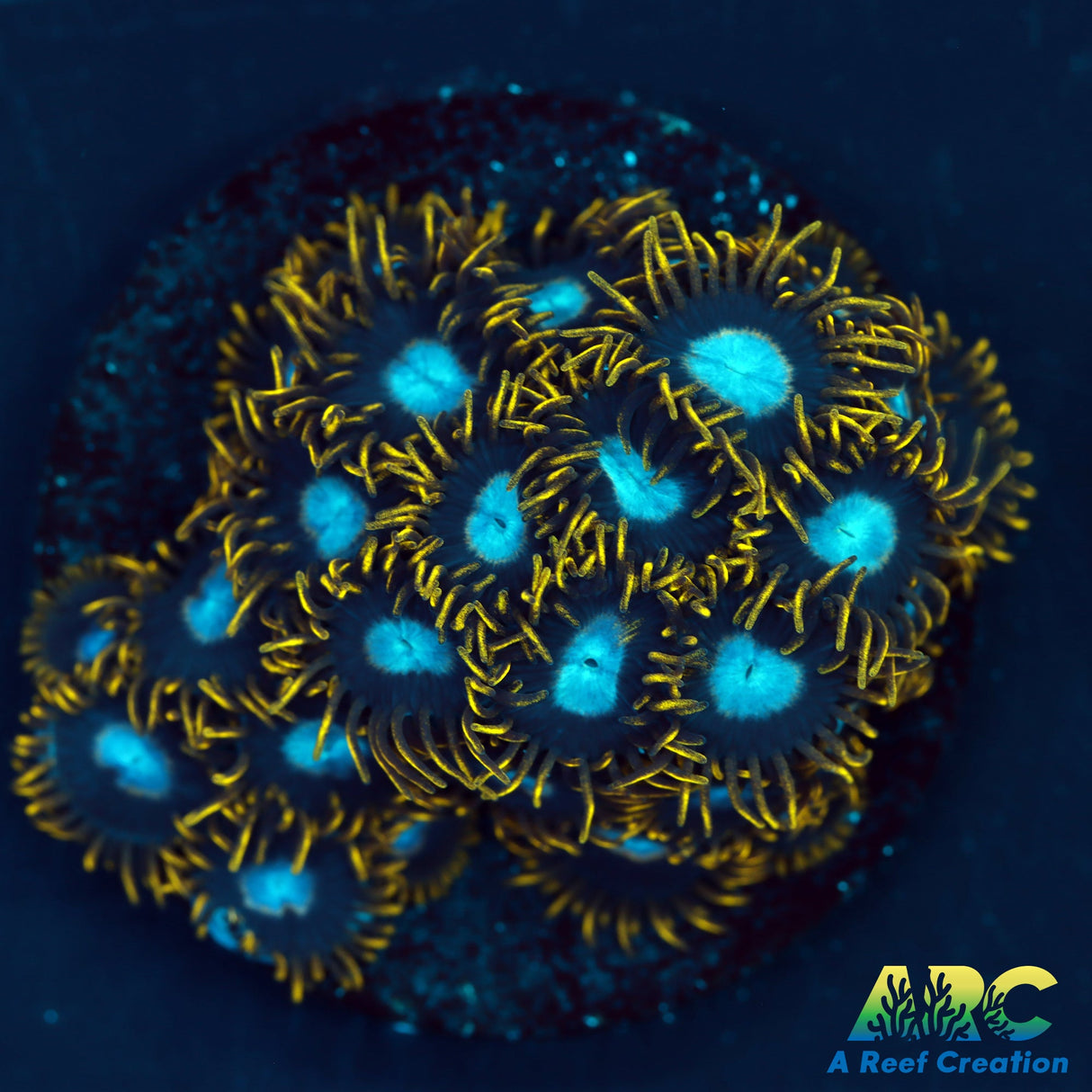 Frozen Hornets Zoas