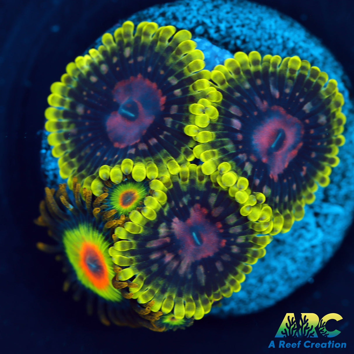 CC Scarlet Fever Zoas