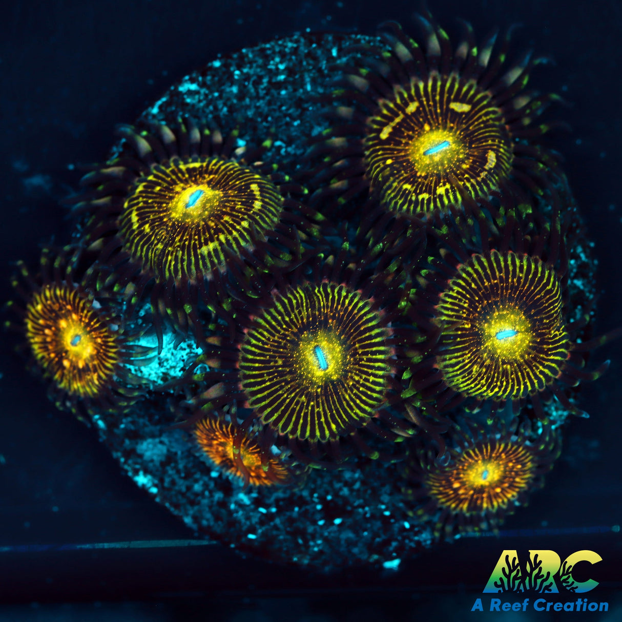 UC Grim Reaper Zoas