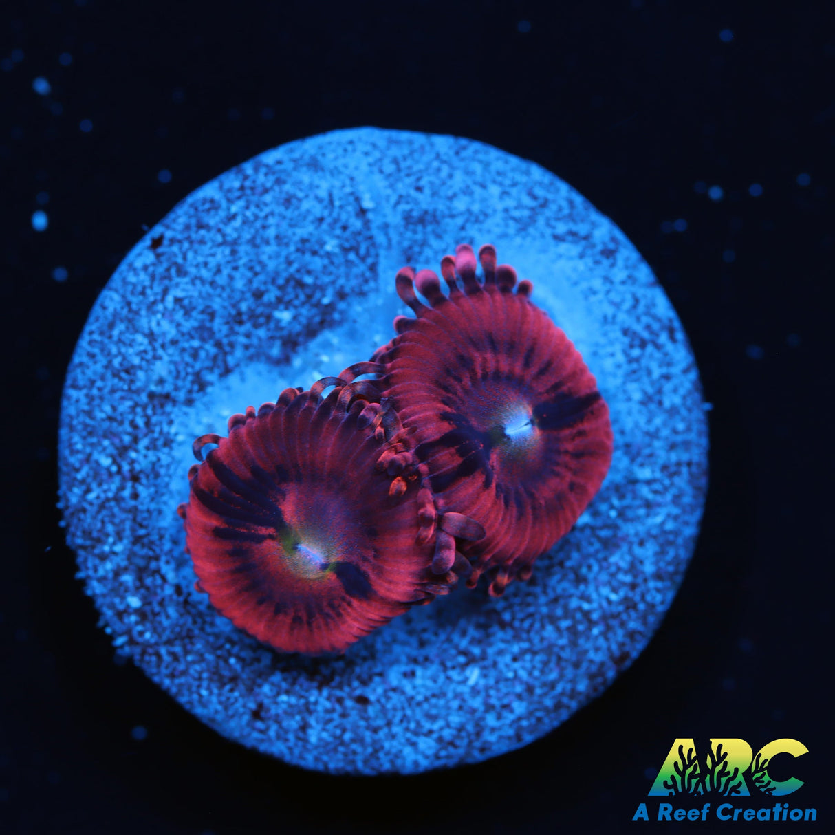 VDM Zoas