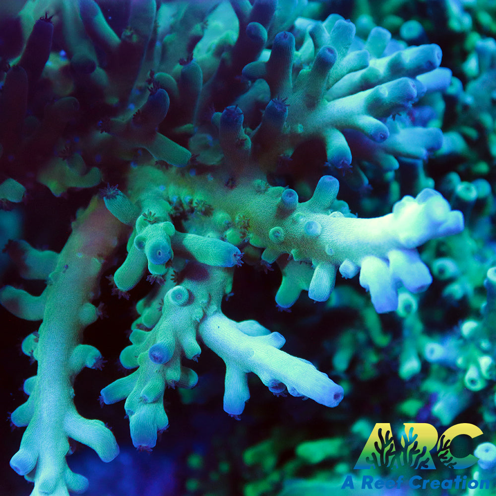 ReefGen Blueberry Fantasy
