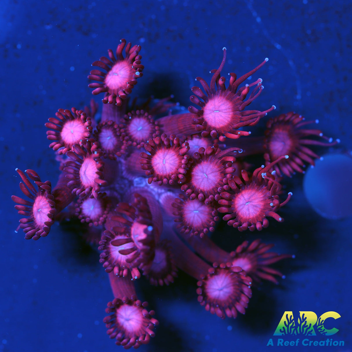 GMA's Pink Goni