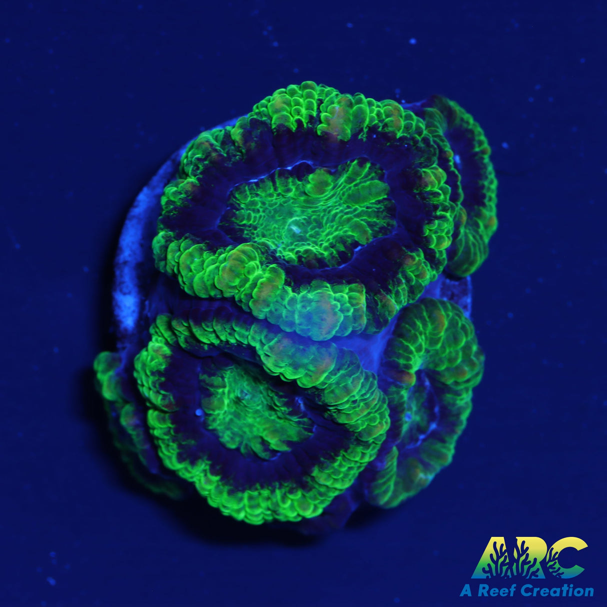 ARC Double Green Acan