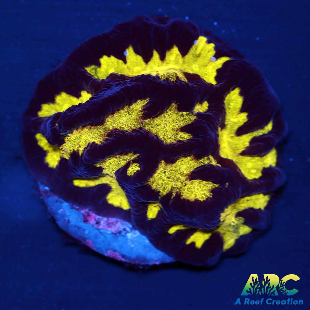 Rainbow Maze Coral