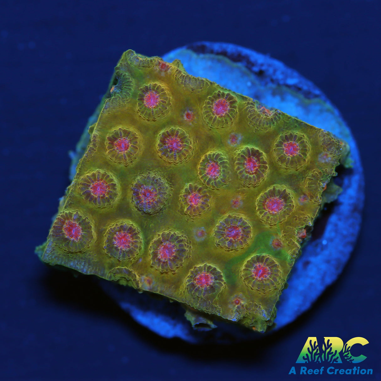 WWC Defcon Cyphastrea