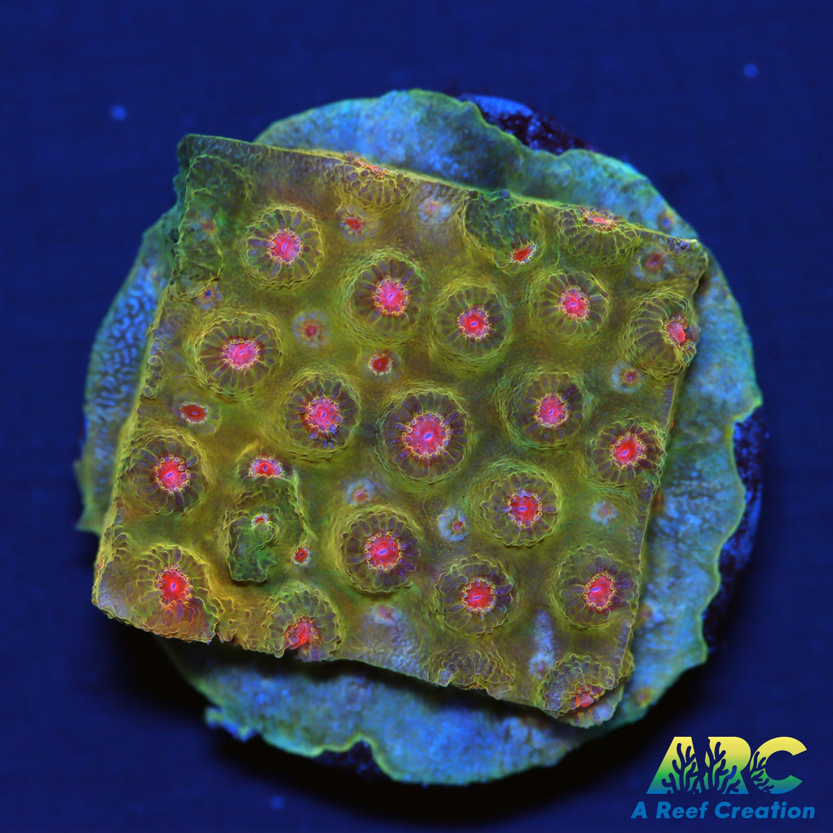 WWC Defcon Cyphastrea