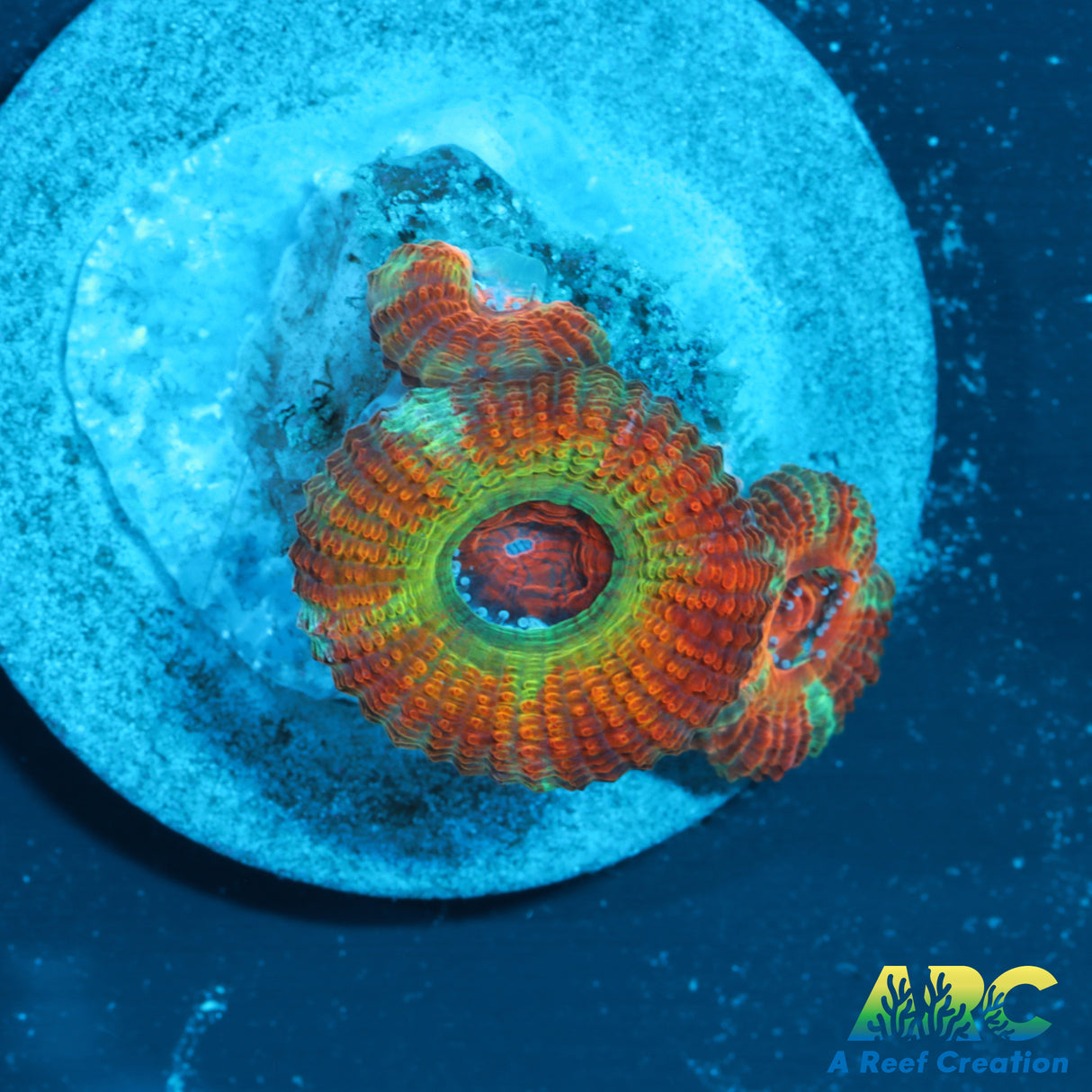 CC Rising Sun Acan