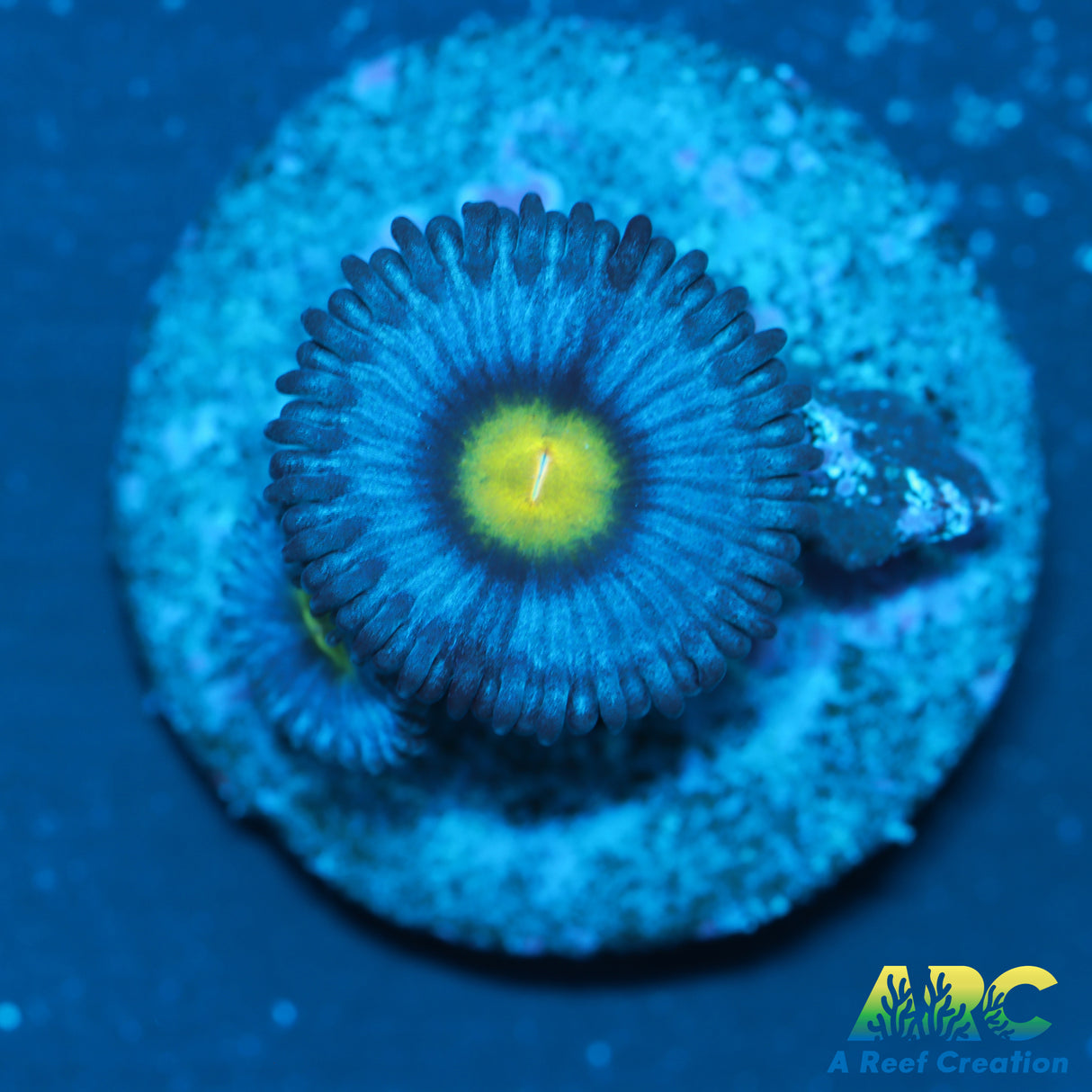 WWC AOI Zoas