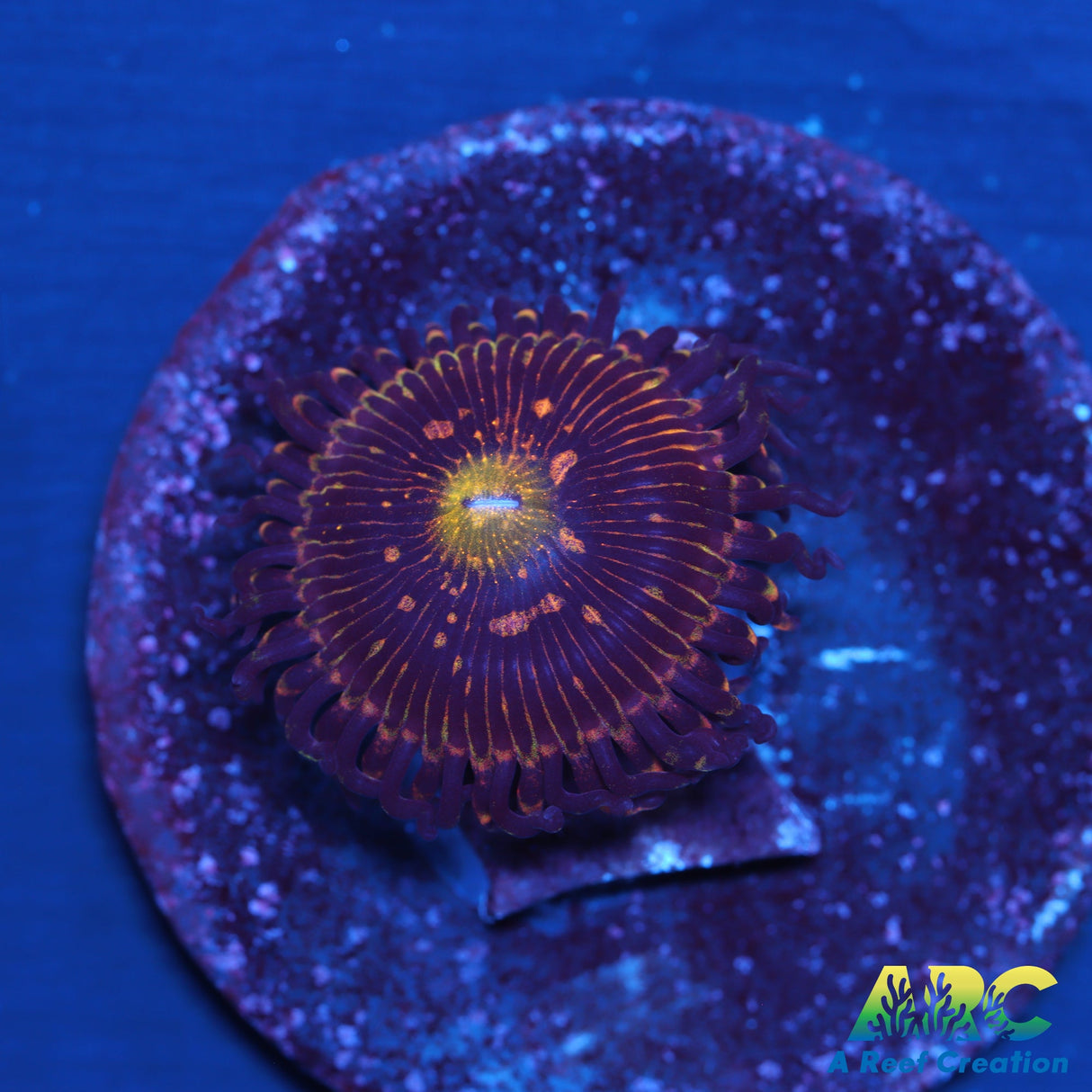 UC Grim Reaper Zoa