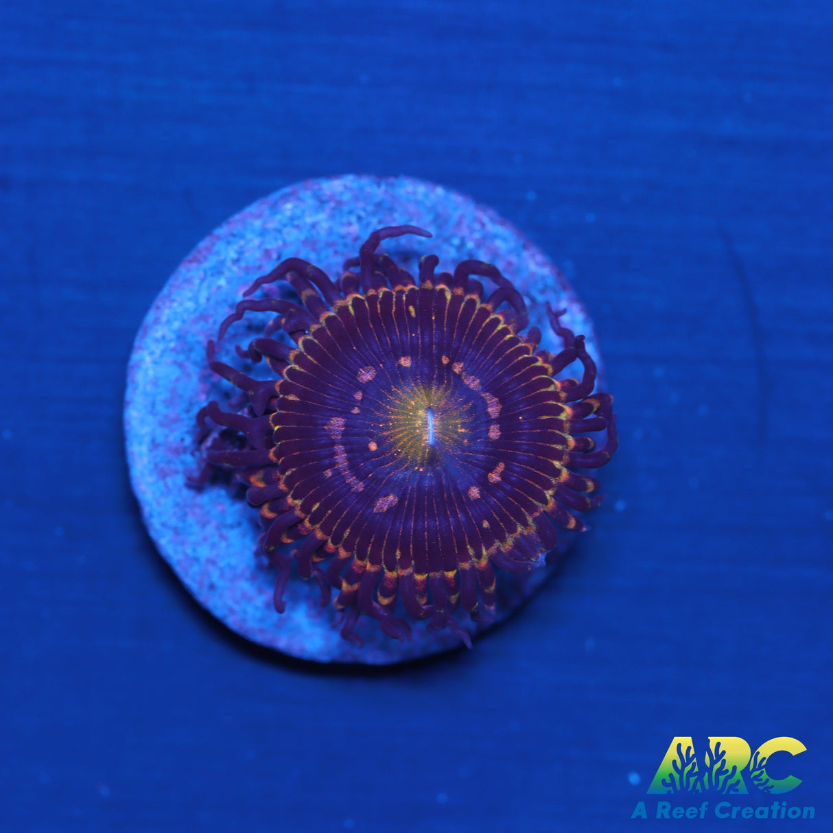 UC Grim Reaper Zoa